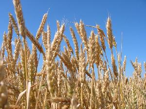 «Допуск сельхозпродукции на зарубежные рынки. Техническое регулирование в РФ»