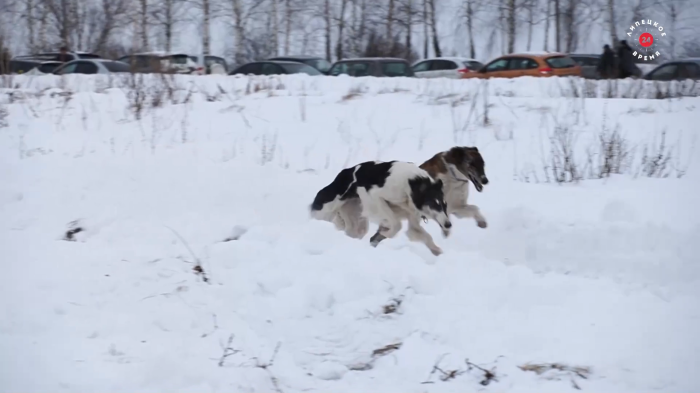 Липецкое время: «В деревне Масловка Данковского района прошёл традиционный праздник русской псовой охоты»